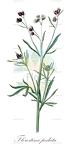 Florestina pedata