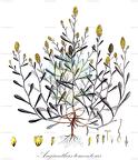 Angianthus tomentosus
