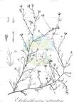 Elachanthemum intricatum