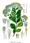 Pluchea indica