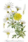 Argyranthemum frutescens