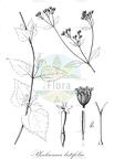 Phalacraea latifolia