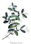 Eclipta prostrata