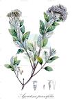 Ageratina prunifolia