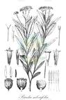 Psiadia salviifolia