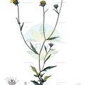 Simsia amplexicaulis