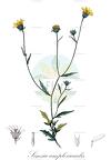 Simsia amplexicaulis