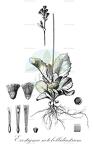 Exostigma notobellidiastrum