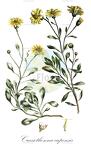 Crassothonna capensis