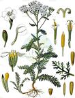 Achillea millefolium