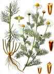 Tripleurospermum inodorum