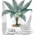 Diplazium lindbergii