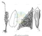 Mesochaete undulata