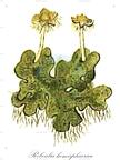 Reboulia hemisphaerica