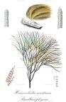 Homoeocladia martiana - Bacillariophyceae