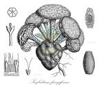 Scybalium fungiforme