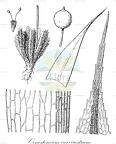 Conostomum curvirostrum