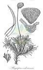 Plagiopus oederianus