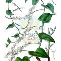 Anredera baselloides