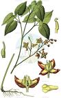 Epimedium alpinum