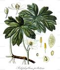 Podophyllum peltatum