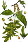 Carpinus betulus