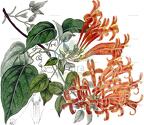 Pyrostegia venusta