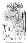 Handroanthus ochraceus