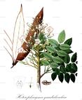 Heterophragma quadriloculare