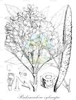 Radermachera xylocarpa