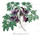 Jacaranda jasminoides