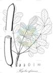 Kigelia africana
