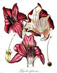 Kigelia africana