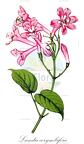 Lundia corymbifera
