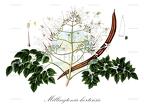 Millingtonia hortensis
