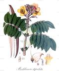Markhamia stipulata