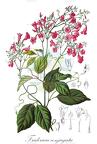 Fridericia conjugata
