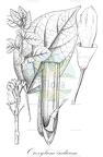 Oroxylum indicum