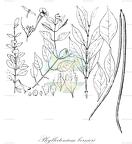 Phylloctenium bernieri