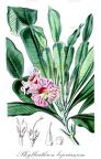 Phyllarthron bojerianum
