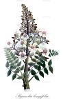 Pajanelia longifolia