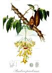 Pandorea pandorana