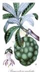 Parmentiera aculeata