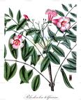Rhodocolea telfairiae