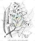 Roseodendron donnell-smithii
