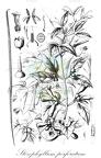 Stizophyllum perforatum