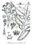 Stereospermum chelonoides