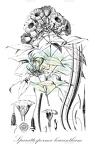 Sparattosperma leucanthum