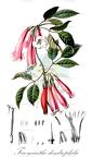 Tecomanthe dendrophila