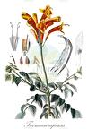 Tecomaria capensis
